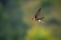 Vlastovka skalni - Hirundo daurica - Red-rumped Swallow 0197